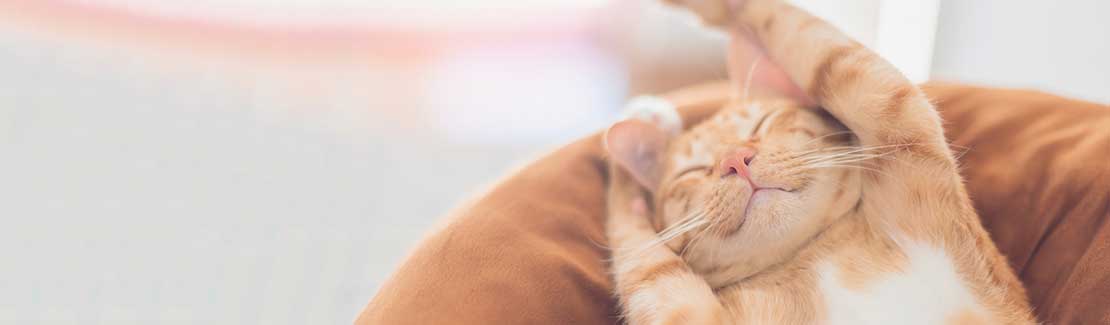 Katze